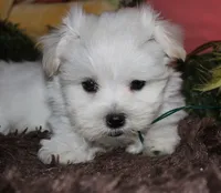 Justin, a male Maltese for sale in Billings, MO – 3 of 10