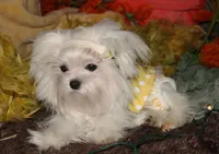 Maci, a female Maltese for sale in Billings, MO – 2 of 8