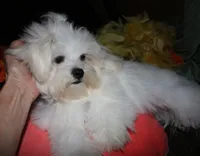 Bruiser, a male Maltese for sale in Billings, MO – 5 of 9