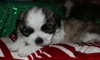 Charlie, a male Shih Tzu for sale in Billings, MO – 3 of 9