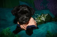 Frank, a male Morkie for sale in Billings, MO – 9 of 10