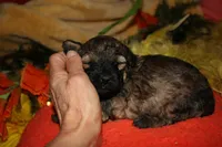 Theodore, a male Maltipoo for sale in Billings, MO – 5 of 9