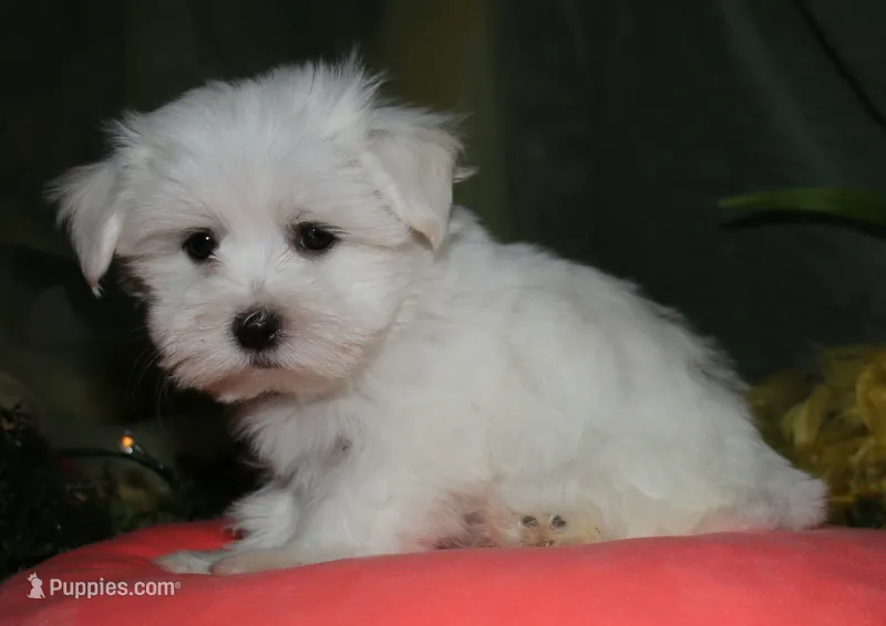 Cole – Maltese puppy for sale in Billings, MO