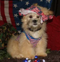Luke, a male Shihpoo for sale in Billings, MO – 5 of 9