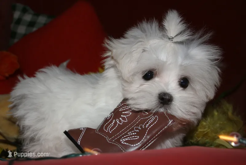 Noah – Maltese puppy for sale in Billings, MO