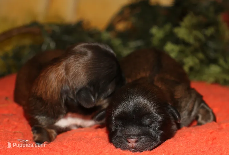 Shaggy – Shih Tzu puppy for sale in Billings, MO