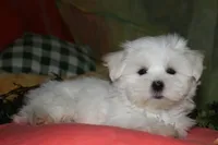 Cole, a male Maltese for sale in Billings, MO – 2 of 9