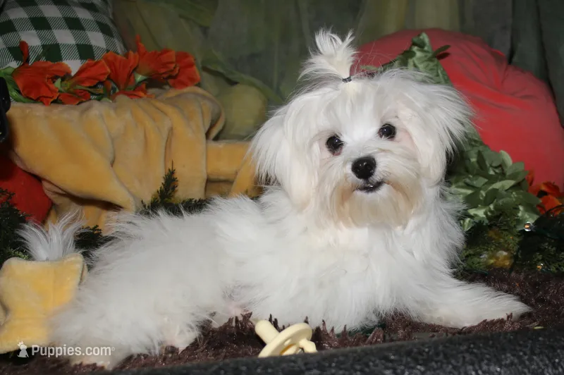 Bruiser – Maltese puppy for sale in Billings, MO