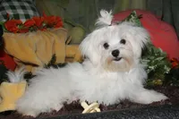 Bruiser, a male Maltese for sale in Billings, MO – 1 of 9
