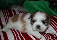 Ollie, a male Shih Tzu for sale in Billings, MO – 4 of 9