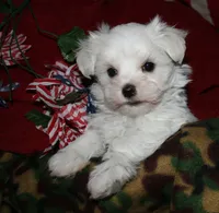 Fred, a male Maltese for sale in Billings, MO – 10 of 10