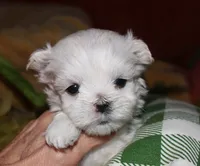 Rupert, a male Maltese for sale in Billings, MO – 4 of 9