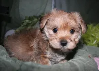 Moses , a male Morkie for sale in Billings, MO – 9 of 9