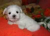 Cole, a male Maltese for sale in Billings, MO – 7 of 7