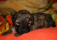 Theodore, a male Maltipoo for sale in Billings, MO – 3 of 9