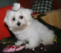 Stumpy, a male Maltese for sale in Billings, MO – 3 of 9