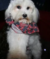 Teddy, a male Maltese for sale in Billings, MO – 6 of 10
