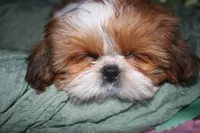 Jolene, a female Shih Tzu for sale in Billings, MO – 8 of 8