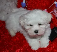 processed/1e84a876-3a1a-450a-a575-aca3db9d362a/listing/85f4cd8b-376a-4761-ab3f-cfc7c87b7d77/2135d90c-42e9-4c8d-b54f-4d638c271719