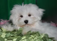 Teddy, a male Maltese for sale in Billings, MO – Photo 8 of 8