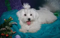 Teddy, a male Maltese for sale in Billings, MO – Photo 1 of 10