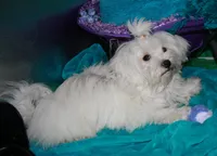 Teddy, a male Maltese for sale in Billings, MO – Photo 10 of 10