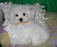 Teddy, a male Maltese for sale in Billings, MO – Photo 4 of 8