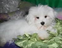 Teddy, a male Maltese for sale in Billings, MO – Photo 5 of 8