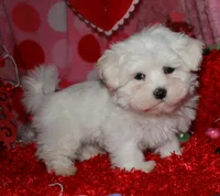 processed/1e84a876-3a1a-450a-a575-aca3db9d362a/listing/85f4cd8b-376a-4761-ab3f-cfc7c87b7d77/6c960a38-c60e-4184-82c3-147a19869e37