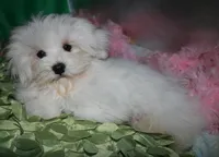 Teddy, a male Maltese for sale in Billings, MO – Photo 6 of 8