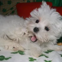 Teddy, a male Maltese for sale in Billings, MO – Photo 3 of 4