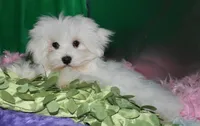 Teddy, a male Maltese for sale in Billings, MO – Photo 2 of 8