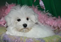 Teddy, a male Maltese for sale in Billings, MO – Photo 3 of 8