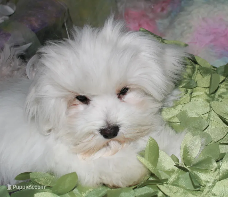 Teddy – Maltese puppy for sale in Billings, MO