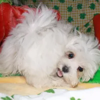 Teddy, a male Maltese for sale in Billings, MO – Photo 4 of 4
