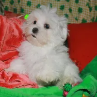 Teddy, a male Maltese for sale in Billings, MO – Photo 1 of 4