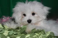 Teddy, a male Maltese for sale in Billings, MO – Photo 7 of 8