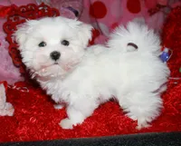 processed/1e84a876-3a1a-450a-a575-aca3db9d362a/listing/85f4cd8b-376a-4761-ab3f-cfc7c87b7d77/ff76cf14-b443-4adc-8527-631f6f76839d