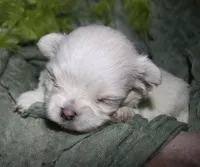 Myrtle, a female Maltese for sale in Billings, MO – 6 of 8
