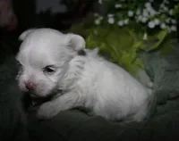 Conrad, a male Maltese for sale in Billings, MO – 5 of 7