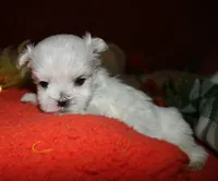 Rupert, a male Maltese for sale in Billings, MO – 2 of 9