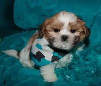 MoJo, a male Shih Tzu for sale in Billings, MO – 3 of 9