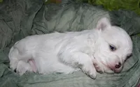 Fred, a male Maltese for sale in Billings, MO – 6 of 7