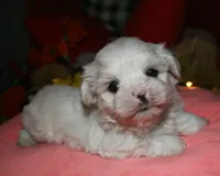 Blaze, a male Maltese for sale in Billings, MO – 3 of 9