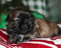 Jojo , a female Shih Tzu for sale in Billings, MO – 9 of 9