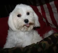 Teddy, a male Maltese for sale in Billings, MO – 8 of 10