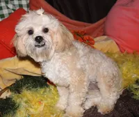 Luke, a male Shihpoo for sale in Billings, MO – 5 of 10