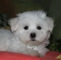 Cole, a male Maltese for sale in Billings, MO – 5 of 9