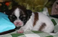 Bear, a male Shih Tzu for sale in Billings, MO – 6 of 9