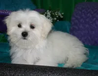 Shiloh , a female Shihpoo for sale in Billings, MO – 6 of 10